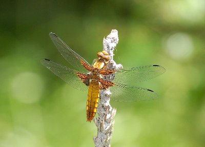 120522-Sofinka,čápi 109