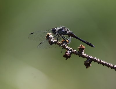 DSC_9578
