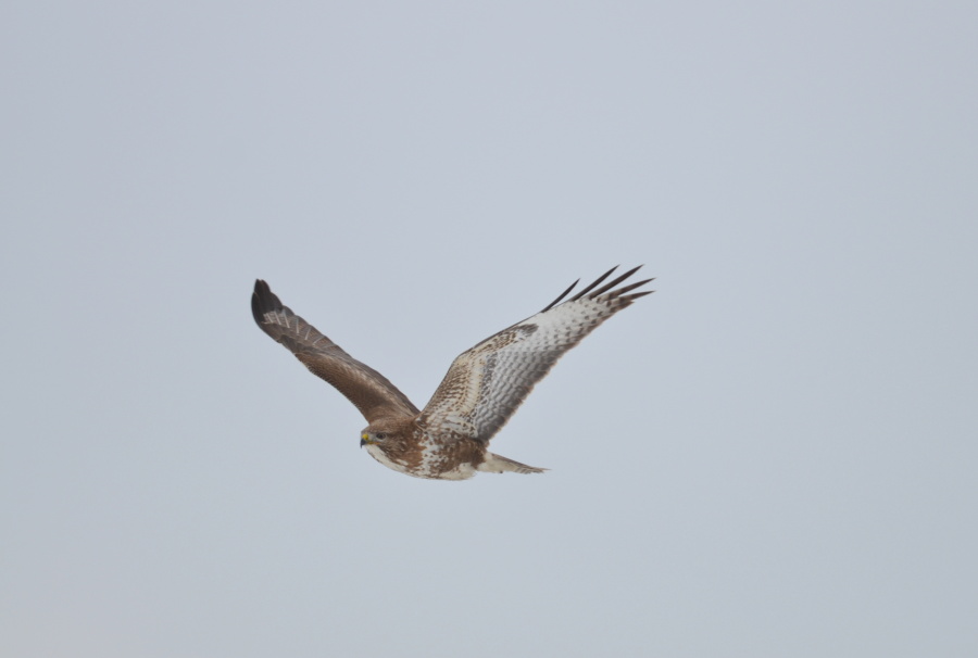 buteo