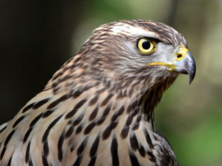 Jestřáb lesní (Accipiter gentilis)