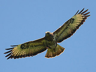 Káně lesní (Buteo buteo)