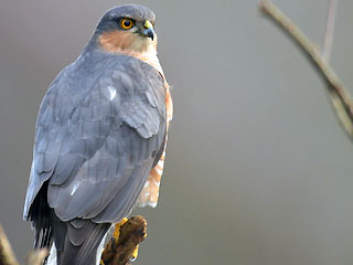 Krahujec obecný (Accipiter nisus)