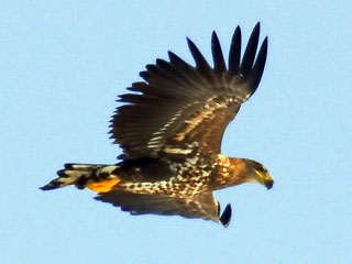 Orel mořský (Haliaetus albicilla)