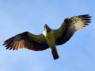 Orlovec říční (Pandion haliaetus)