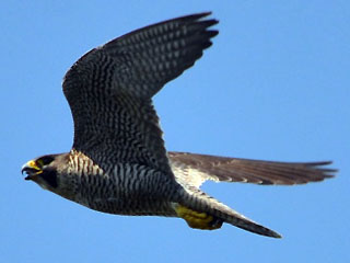 Sokol stěhovavý (Falco peregrinus)