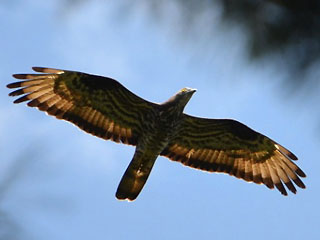 Včelojed lesní (Pernis apivorus)