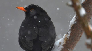 Jak se postarat o ptactvo v zimě