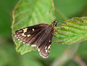 Soumračník černohnědý (Heteropterus  morpheus) ve Šluknovském výběžku